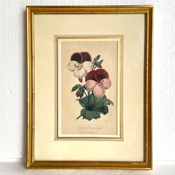 ALFRED ADLARD Colored Engraving, Florist's Journal, Gaine's Guardsman