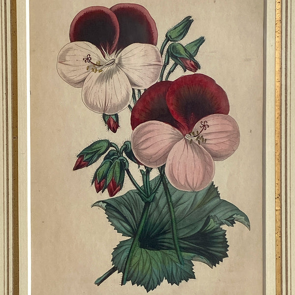ALFRED ADLARD Colored Engraving, Florist's Journal, Gaine's Guardsman
