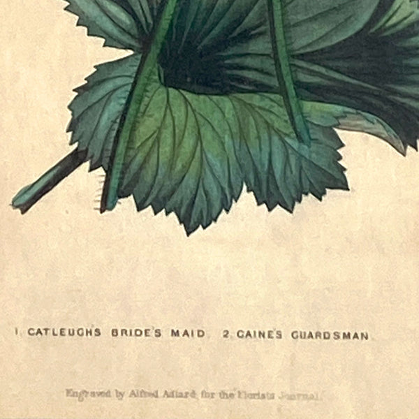 ALFRED ADLARD Colored Engraving, Florist's Journal, Gaine's Guardsman