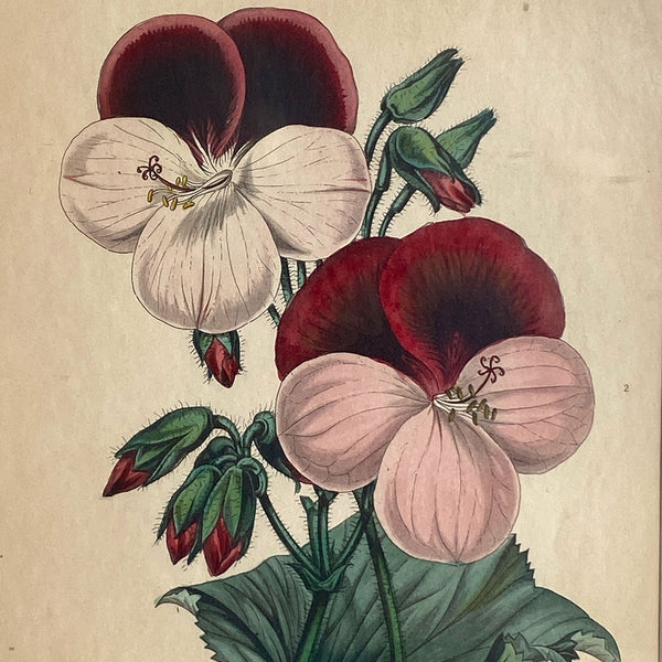 ALFRED ADLARD Colored Engraving, Florist's Journal, Gaine's Guardsman