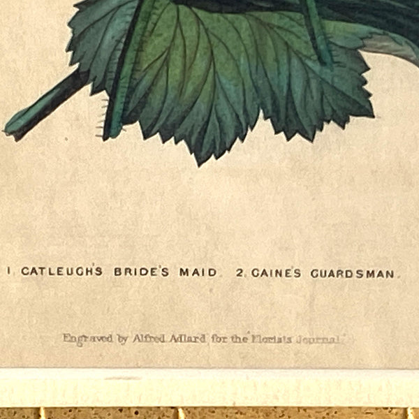 ALFRED ADLARD Colored Engraving, Florist's Journal, Gaine's Guardsman
