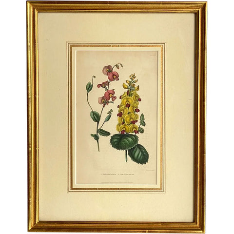 ALFRED ADLARD Colored Engraving, Florist's Journal, Chorizema Flowers