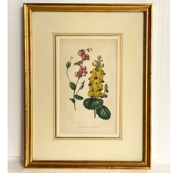 ALFRED ADLARD Colored Engraving, Florist's Journal, Chorizema Flowers