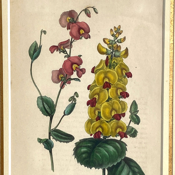 ALFRED ADLARD Colored Engraving, Florist's Journal, Chorizema Flowers