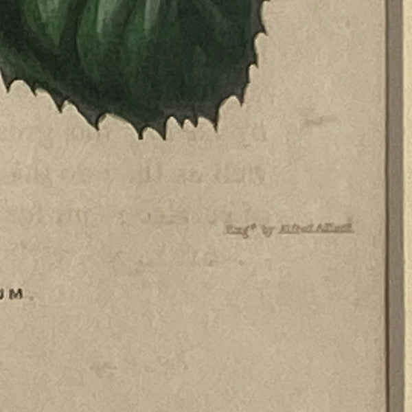 ALFRED ADLARD Colored Engraving, Florist's Journal, Chorizema Flowers