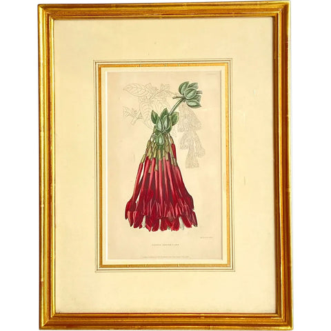 ALFRED ADLARD Colored Engraving, Florist's Journal, Fuchsia Corymbiflora