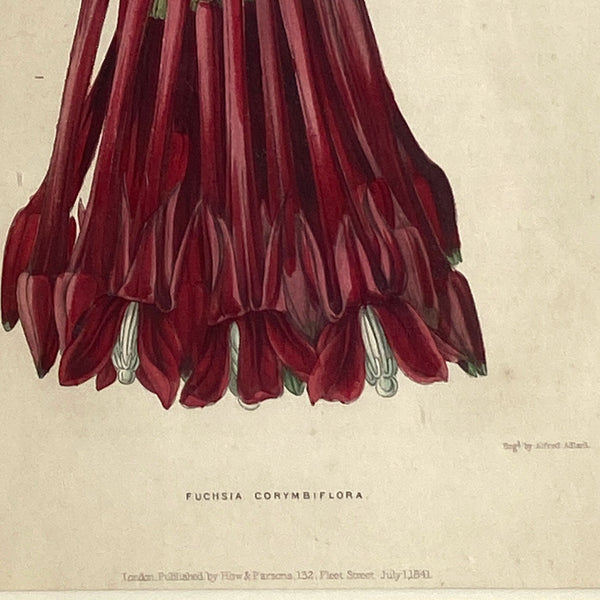 ALFRED ADLARD Colored Engraving, Florist's Journal, Fuchsia Corymbiflora