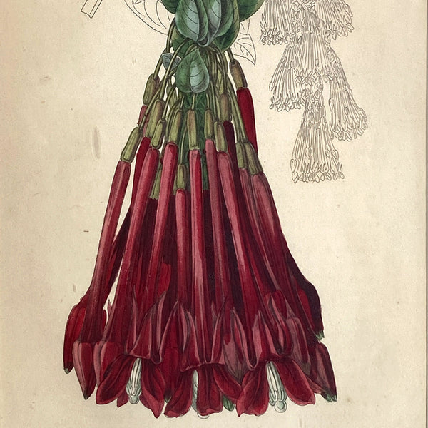 ALFRED ADLARD Colored Engraving, Florist's Journal, Fuchsia Corymbiflora