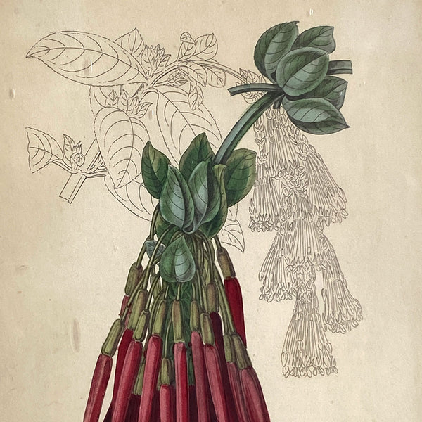 ALFRED ADLARD Colored Engraving, Florist's Journal, Fuchsia Corymbiflora