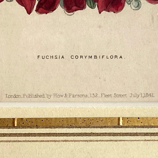 ALFRED ADLARD Colored Engraving, Florist's Journal, Fuchsia Corymbiflora