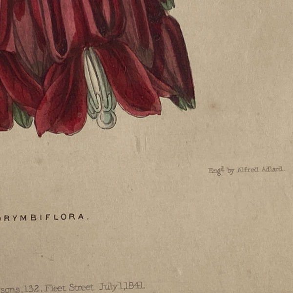 ALFRED ADLARD Colored Engraving, Florist's Journal, Fuchsia Corymbiflora