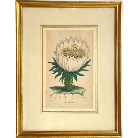 ALFRED ADLARD Colored Engraving, Florist's Journal, Cereus Triangularis