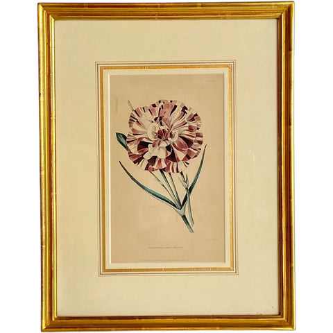 ALFRED ADLARD Engraving, Florist's Journal, Puxley's Prince Albert Carnation