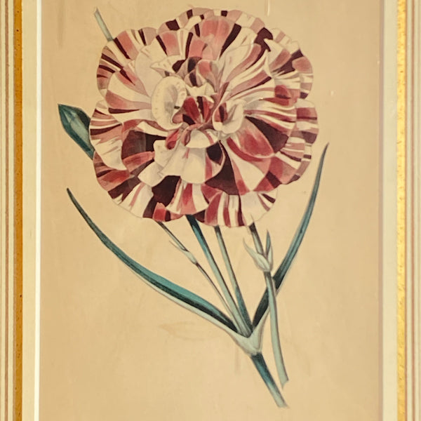 ALFRED ADLARD Engraving, Florist's Journal, Puxley's Prince Albert Carnation