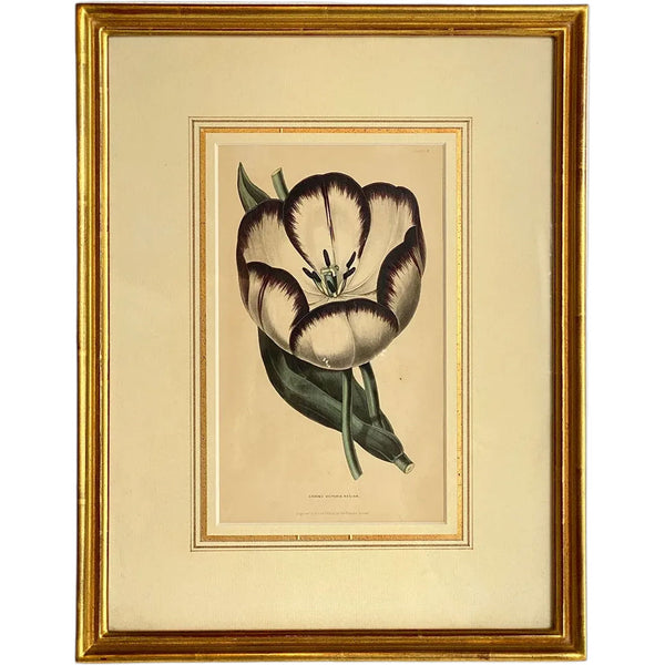 ALFRED ADLARD Colored Engraving, Florist's Journal, Groom's Victoria Regina