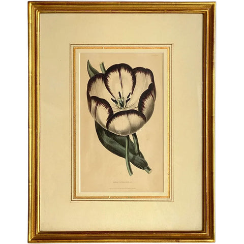 ALFRED ADLARD Colored Engraving, Florist's Journal, Groom's Victoria Regina
