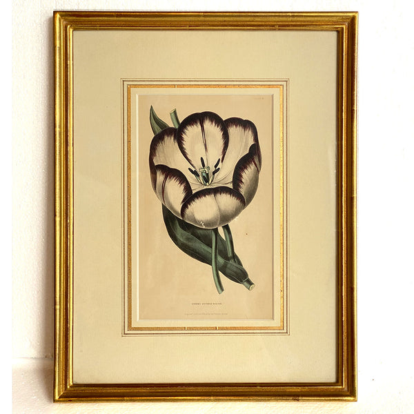 ALFRED ADLARD Colored Engraving, Florist's Journal, Groom's Victoria Regina