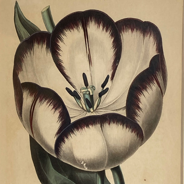 ALFRED ADLARD Colored Engraving, Florist's Journal, Groom's Victoria Regina