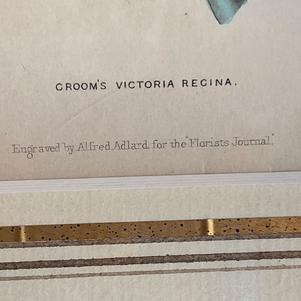 ALFRED ADLARD Colored Engraving, Florist's Journal, Groom's Victoria Regina