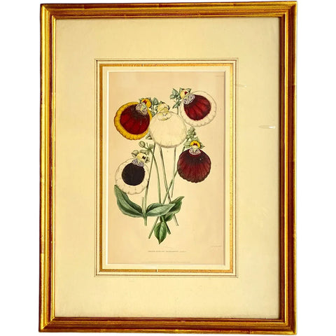 ALFRED ADLARD Colored Engraving, Florist's Journal, Green's Seedling Calceolaria