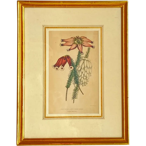 ALFRED ADLARD Colored Engraving, Florist's Journal Botanical, 3 Erica Flowers