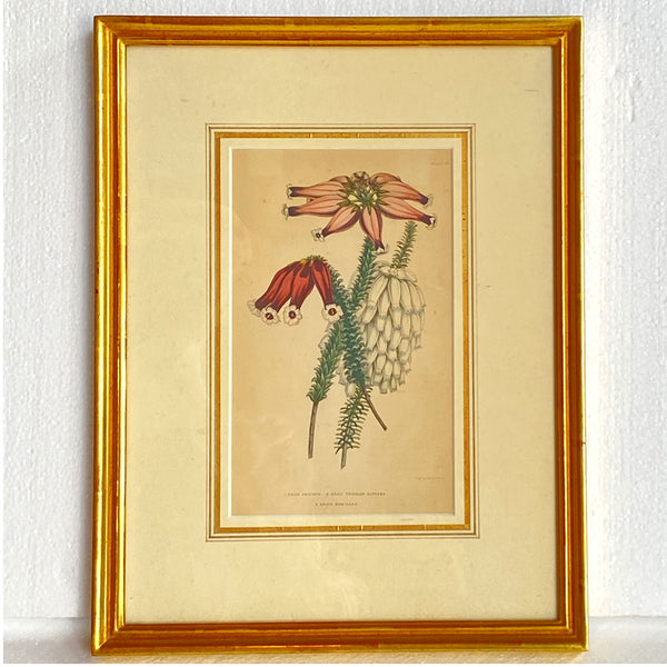 ALFRED ADLARD Colored Engraving, Florist's Journal Botanical, 3 Erica Flowers