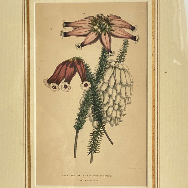 ALFRED ADLARD Colored Engraving, Florist's Journal Botanical, 3 Erica Flowers