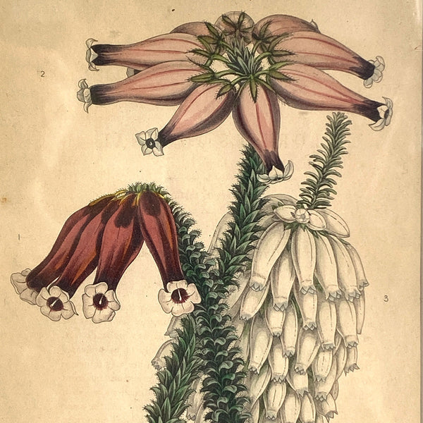 ALFRED ADLARD Colored Engraving, Florist's Journal Botanical, 3 Erica Flowers