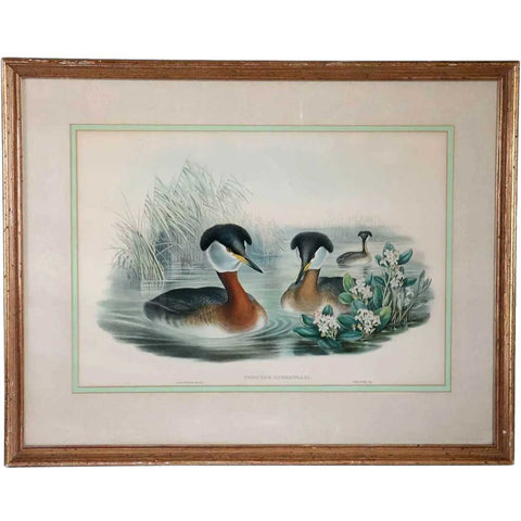 JOHN GOULD and H.C. RICHTER Hand Colored Lithograph, Podiceps Rubricollis