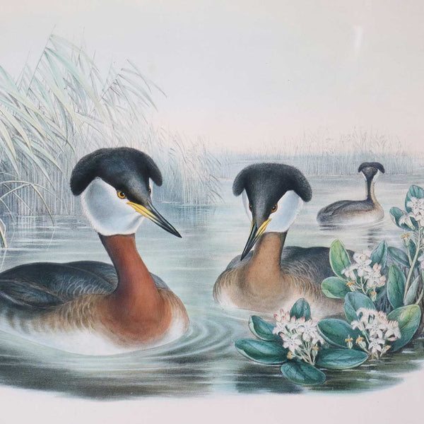 JOHN GOULD and H.C. RICHTER Hand Colored Lithograph, Podiceps Rubricollis