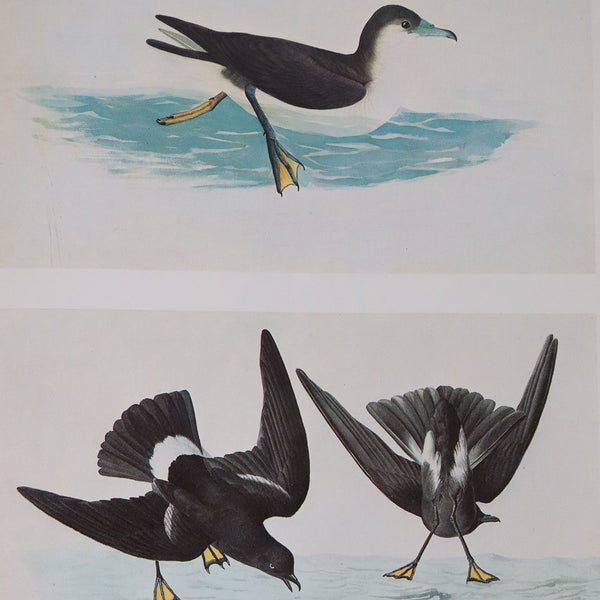Two Volumes Books: The Original Water-Color Paintings by John James Audubon