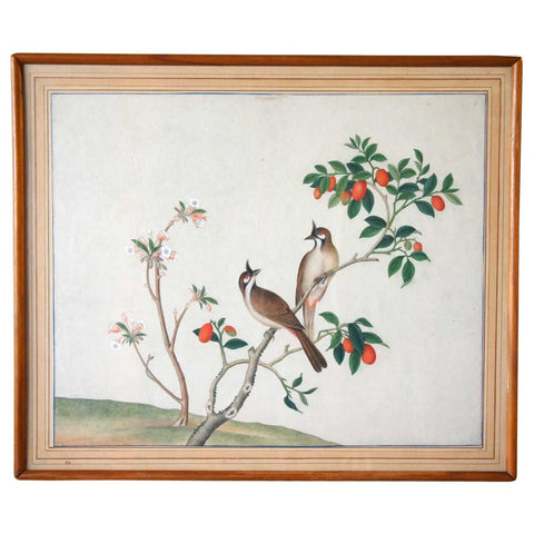 Indian Company School Watercolor Painting, Red-Whiskered Bulbul Birds