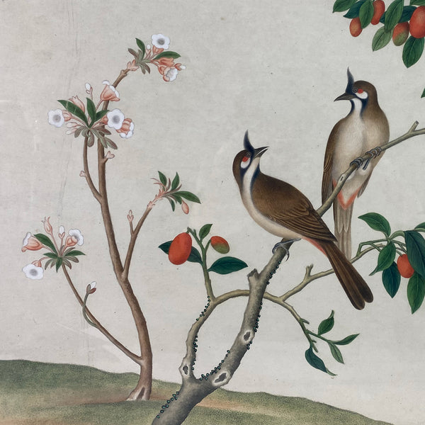 Indian Company School Watercolor Painting, Red-Whiskered Bulbul Birds