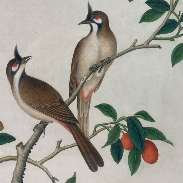 Indian Company School Watercolor Painting, Red-Whiskered Bulbul Birds