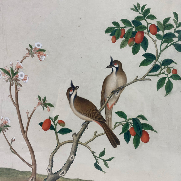 Indian Company School Watercolor Painting, Red-Whiskered Bulbul Birds