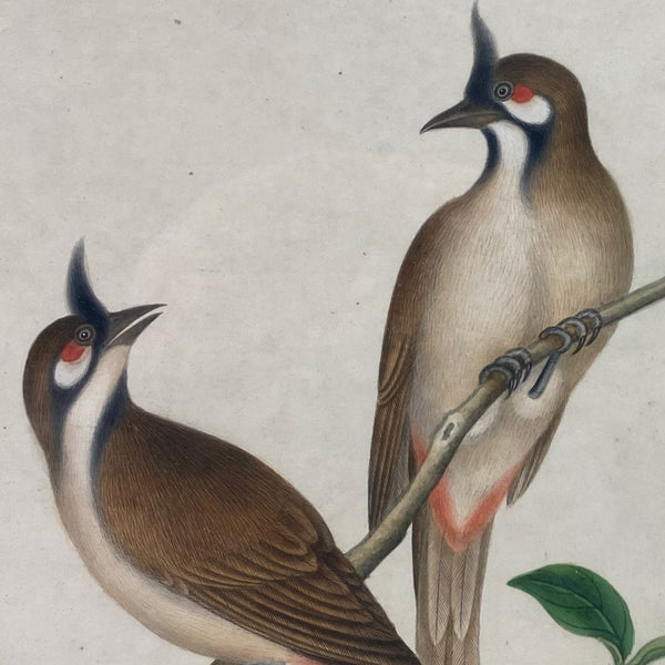 Indian Company School Watercolor Painting, Red-Whiskered Bulbul Birds