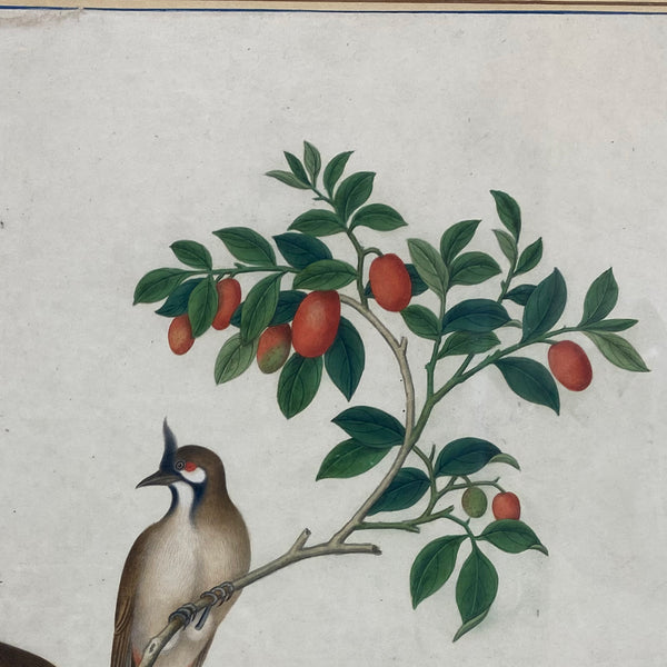 Indian Company School Watercolor Painting, Red-Whiskered Bulbul Birds