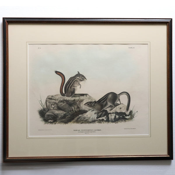 JOHN JAMES AUDUBON Hand Colored Lithograph, Tamias Townsendii, Bachman (Squirrels)