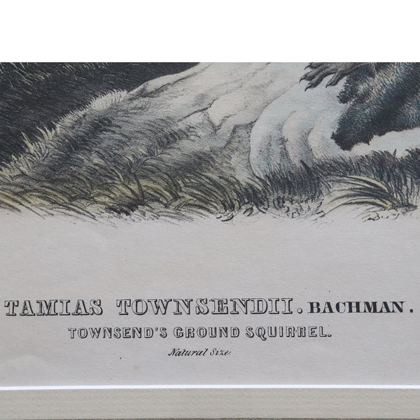 JOHN JAMES AUDUBON Hand Colored Lithograph, Tamias Townsendii, Bachman (Squirrels)