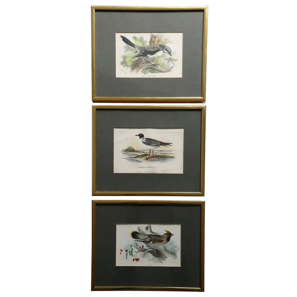 Three English Chromolithographs Prints, Lloyd's Natural History Birds