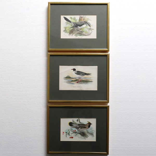 Three English Chromolithographs Prints, Lloyd's Natural History Birds