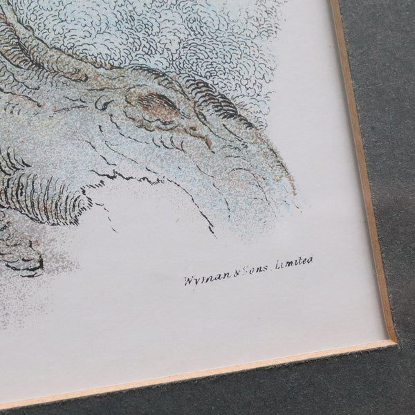 Three English Chromolithographs Prints, Lloyd's Natural History Birds