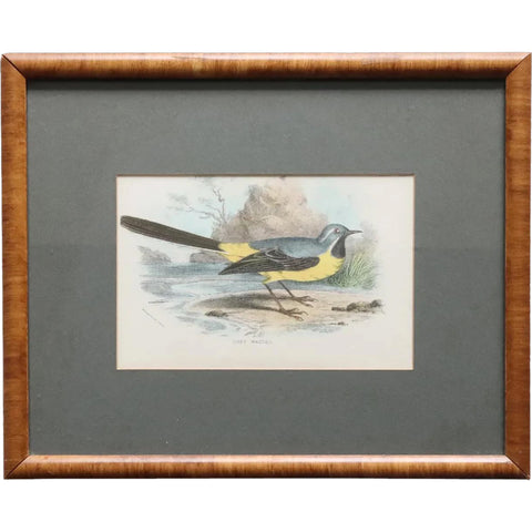 English Chromolithograph Print, Lloyd's Natural History Grey Wagtail Bird