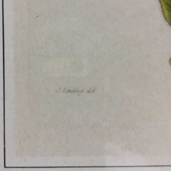 After JOHN LINDLEY Botanical Print, Collectanea Botanica, Astrapea Wallichii