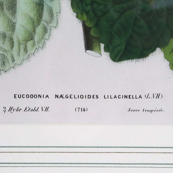After HORTO VAN HOUTTEANO Offset Lithograph Print, Eucodonia Naegeliodides Lilacinella Botanical