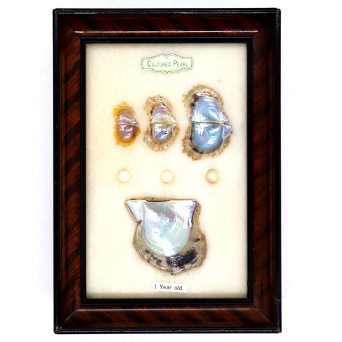 Vintage Japanese Norleans Oyster Cultured Pearl Framed Specimen Shadow Box