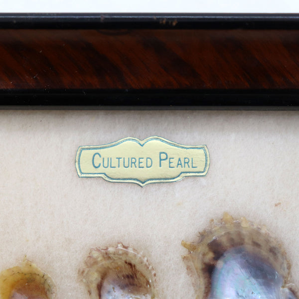 Vintage Japanese Norleans Oyster Cultured Pearl Framed Specimen Shadow Box
